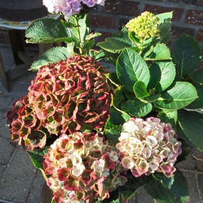 Hydrangea 'MAGICAL Revolution' - 