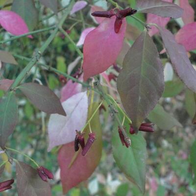 FUSAIN AILÉ, BONNET D'ÉVÊQUE - Euonymus alatus   