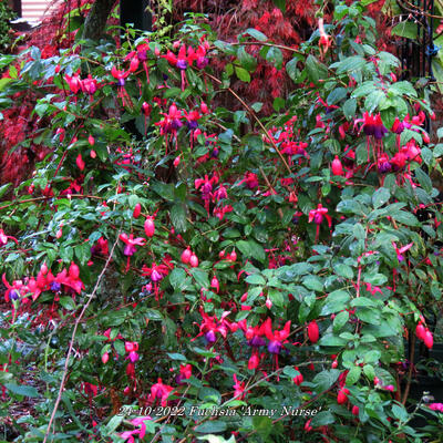 Fuchsia 'Army Nurse' - 