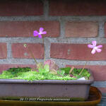 Pinguicula macroceras - 