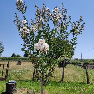 Lagerstroemia indica 'Kimono' - 