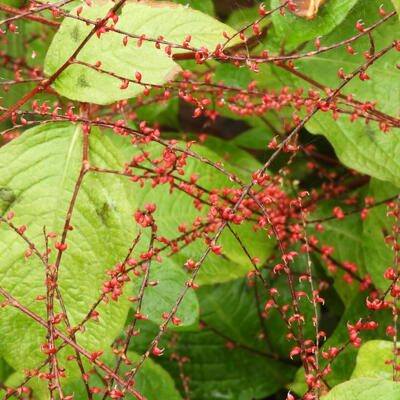 Persicaria virginiana 'Filiformis' - 