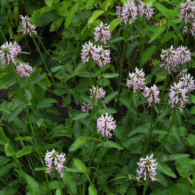 Stachys monieri 'Rosea'