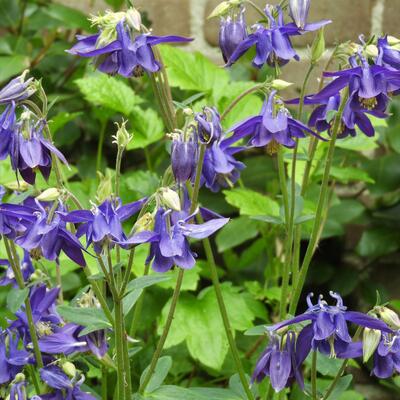 Aquilegia vulgaris 'Blue Barlow' - Aquilegia vulgaris 'Blue Barlow'