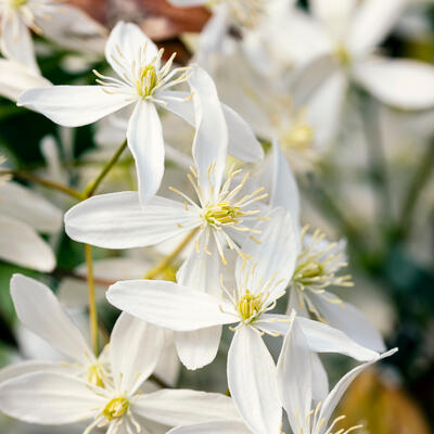 CLÉMATITE DU PÈRE ARMAND, CLÉMATITE D'ARMAND - Clematis armandii