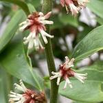 Sarcococca orientalis - 