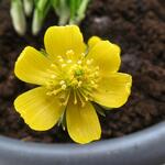 Eranthis hyemalis 'Schwefelglanz' - 