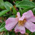 Camellia sasanqua 'Rosea'