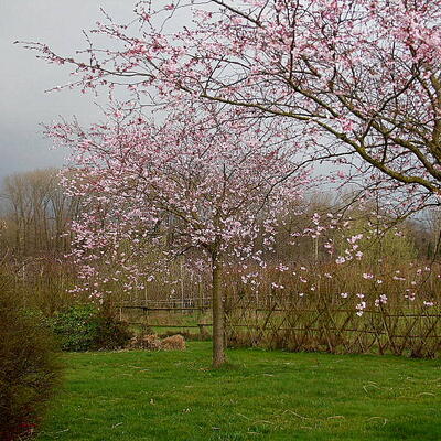 Prunus 'Accolade' - 