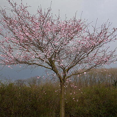 Prunus 'Accolade' - 