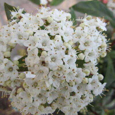 VIORNE TIN 'GWENLLIAN', LAURIER TIN 'GWENLLIAN' - Viburnum tinus 'Gwenllian'