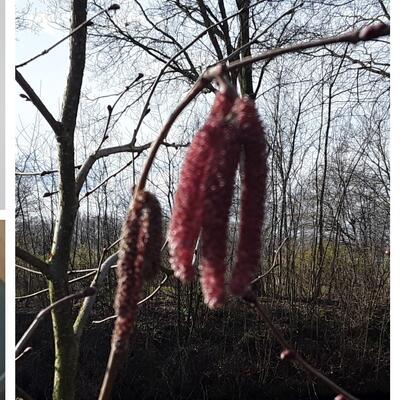 Corylus avellana 'Rode Zellernoot' - Corylus avellana 'Rode Zellernoot'