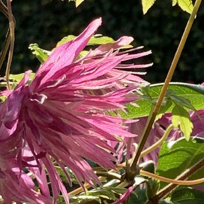 Clematis 'Sorbet' - 