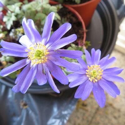 Anemone blanda 'Blue Shades' - 