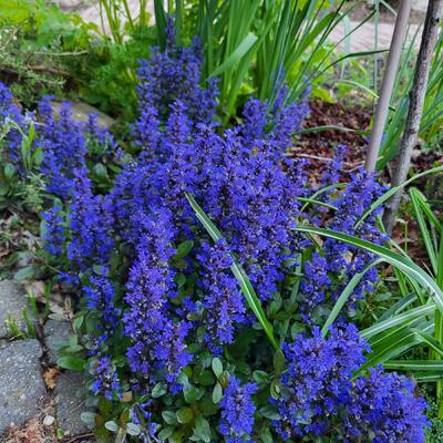 Ajuga reptans - Bugle rampante - Ajuga reptans