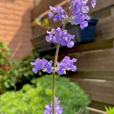 Nepeta grandiflora 'Summer Magic'