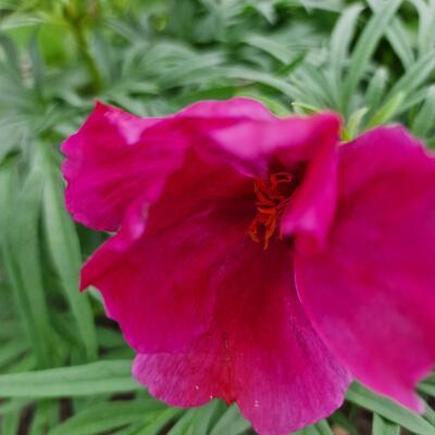 Paeonia tenuifolia  - 