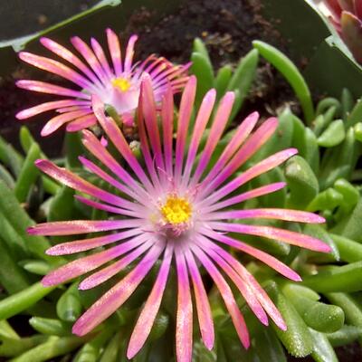 Delosperma 'Fire Spinner' - 