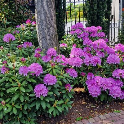 Rhododendron ponticum 'Roseum' - Rhododendron ponticum 'Roseum'