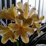 Clivia miniata var citrina - 