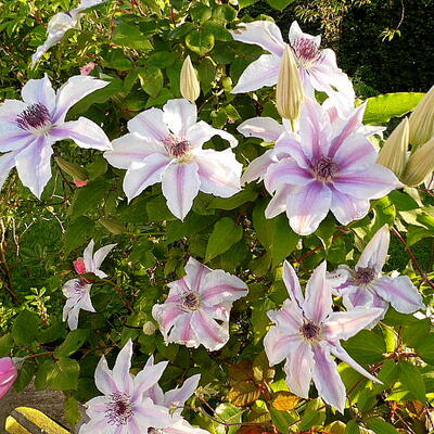 Clematis 'The First Lady' - 