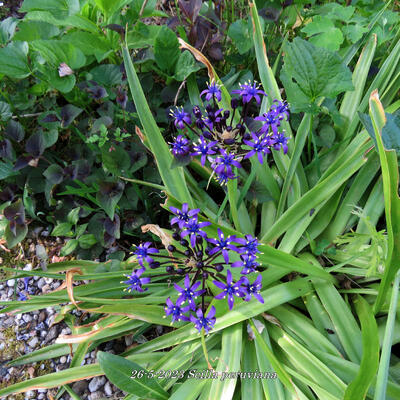 Scilla peruviana - 