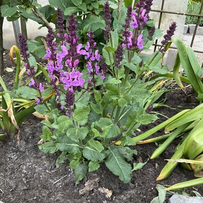 Salvia x sylvestris 'Rose Marvel'