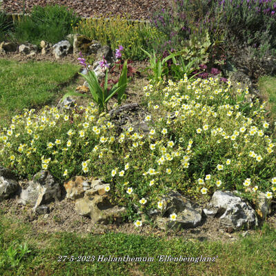 Helianthemum 'Elfenbeinglanz' - Helianthemum 'Elfenbeinglanz'