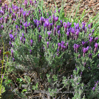 Lavandula stoechas - 