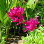 Ixia 'Mabel' - 