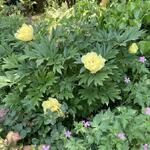 Paeonia itoh 'Bartzella' - 