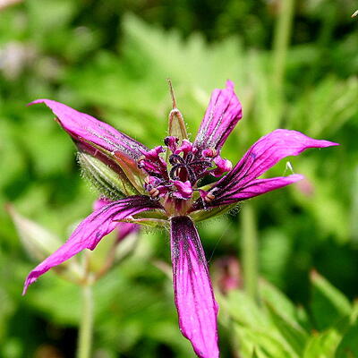 Geranium x oxonianum 'Catherine Deneuve' - Geranium x oxonianum 'Catherine Deneuve'