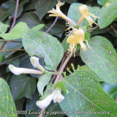 Lonicera japonica 'Aureoreticulata' - 