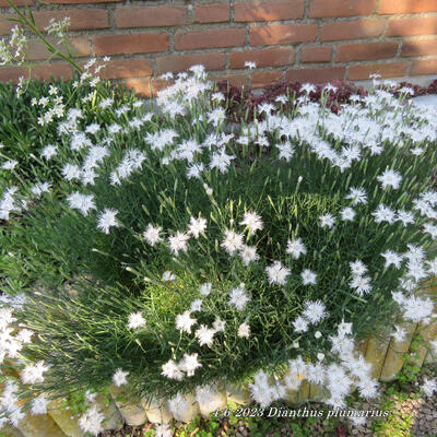 Dianthus plumarius - 