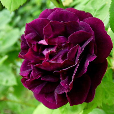 Rosa 'Souvenir du Dr Jamain' - 