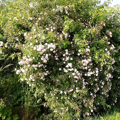 Rosa 'Paul's Himalayan Musk Rambler' - Rosa 'Paul's Himalayan Musk Rambler'