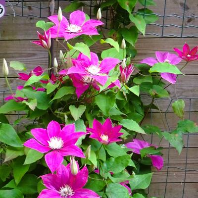 Clematis 'Acropolis' - 