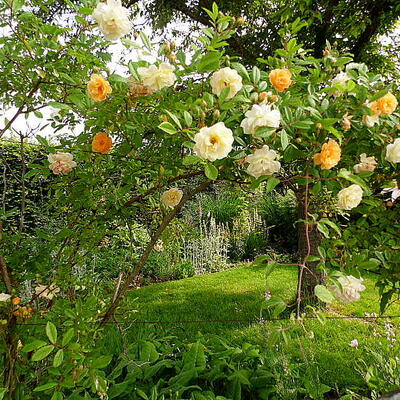 Rosa 'Ghislaine de Feligonde' - Rosa 'Ghislaine de Feligonde'