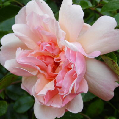 Rosa 'Leontine Gervais' - 