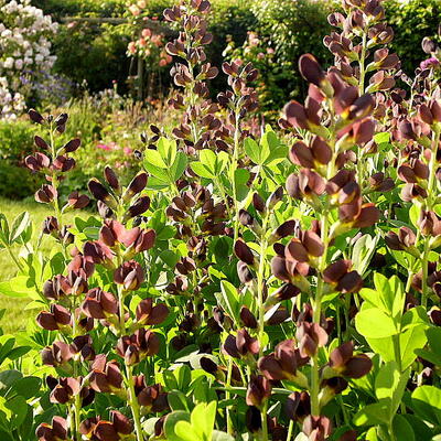 Baptisia australis  'DECADENCE Dutch Chocolate' - Baptisia australis  'DECADENCE Dutch Chocolate'