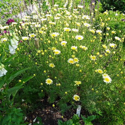 Anthemis tinctoria 'Lemon Ice' - 