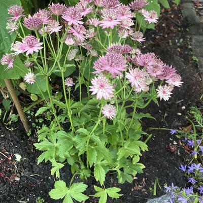 Astrantia major - Große Sterndolde