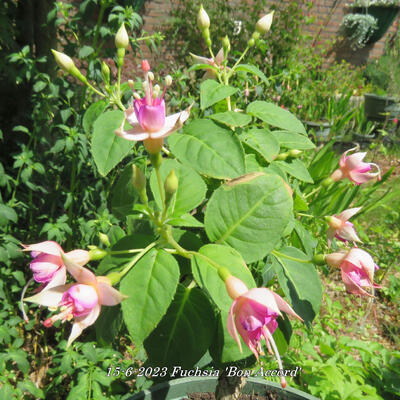 Fuchsia 'Bon Accord' - 