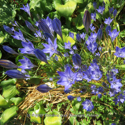 Triteleia laxa 'Koningin Fabiola'  - 