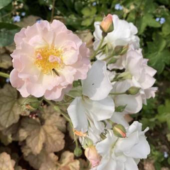 Rosa 'Rose of Hope'