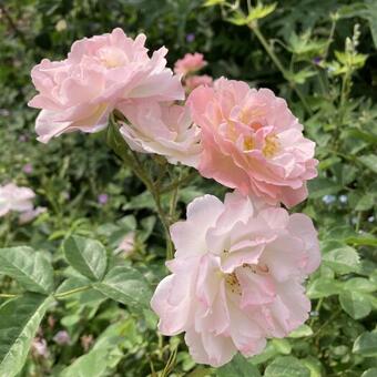 Rosa 'Rose of Hope'