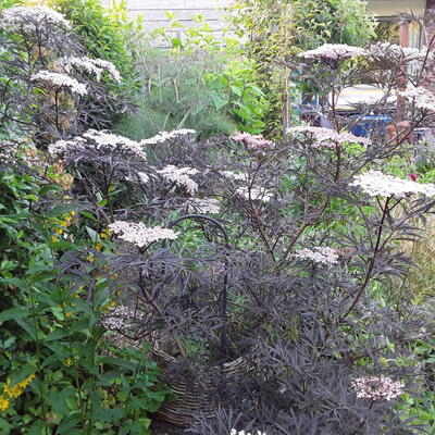 Sambucus nigra 'Black Lace' - Sambucus nigra 'Black Lace'