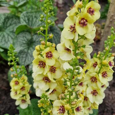 Verbascum 'Dark Eyes' - 