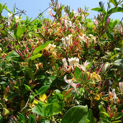 Lonicera japonica 'Red World'