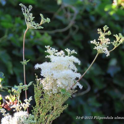 Echtes Mädesüß - Filipendula ulmaria